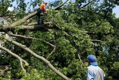 Tree Removal in Sarasota